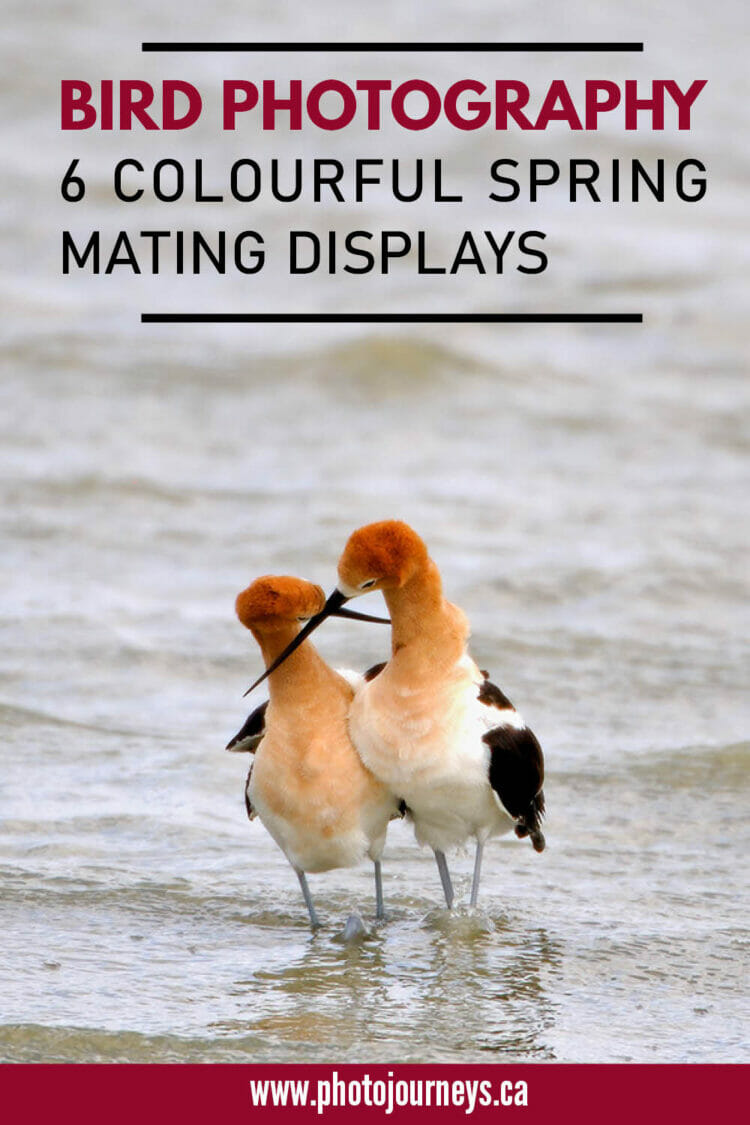 PIN for Spring Mating Rituals from Photojourneys.ca