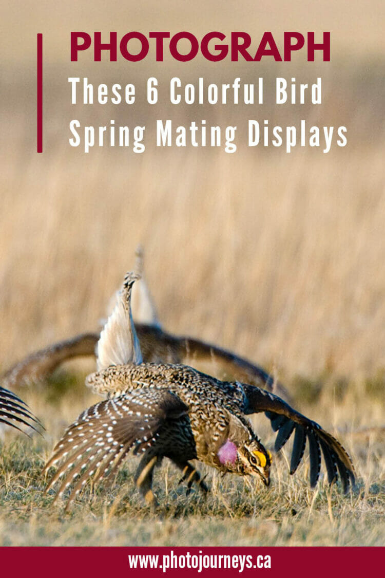 PIN for Colorful Spring Mating Rituals in Birds from Photojourneys.ca
