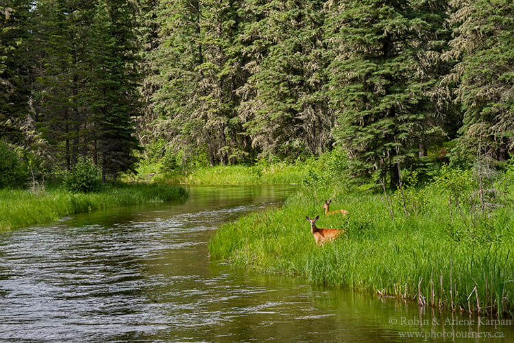 Kingsmere River, Prince Albert National Park, Saskatchewan from Photojourneys.ca