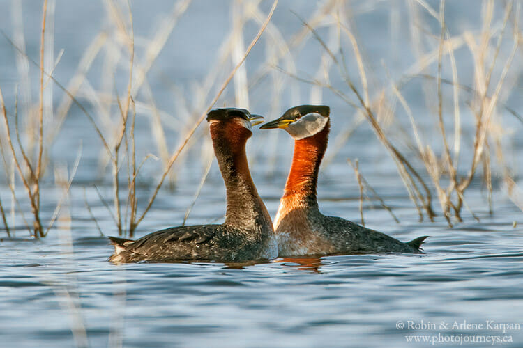 Red-necked grebes, Saskatchewan