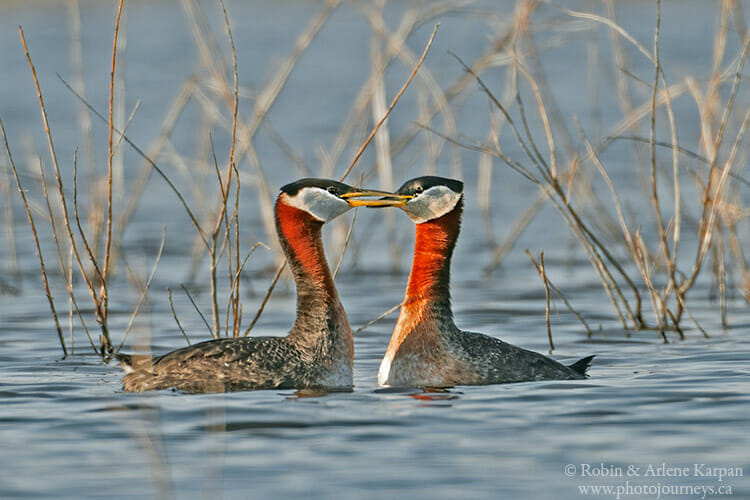 red-necked grebes, Saskatchewan