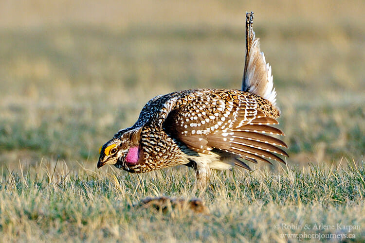 Sharp-tailed grouse mating display, Saskatchewan