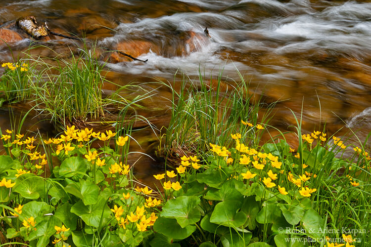 Marsh marigolds along Kingsmere River, Prince Albert National Park, Saskatchewan from Photojourneys.ca
