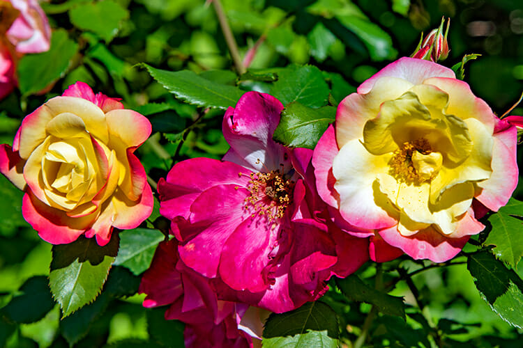 Kingsbrae Gardens, St. Andrews, New Brunswick