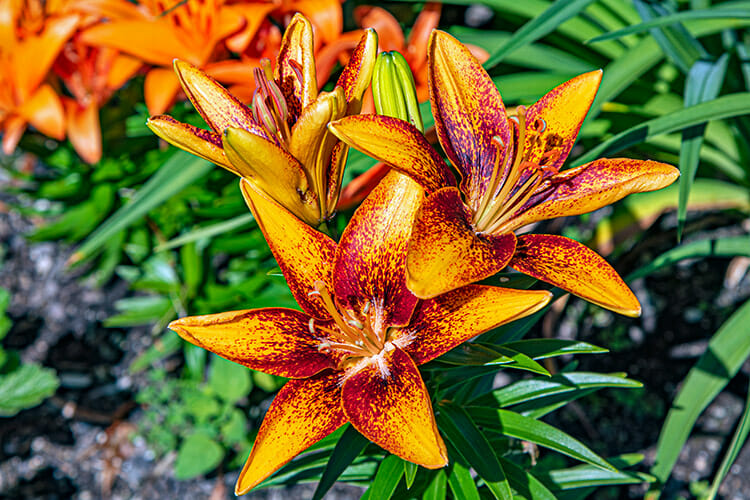 Kingsbrae Gardens, St. Andrews, New Brunswick