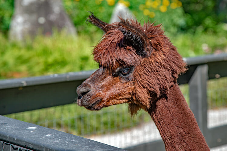 Alpaca, Kingsbrae Gardens, St. Andrews, New Brunswick