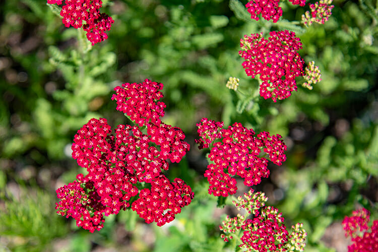 Kingsbrae Gardens, St. Andrews, New Brunswick