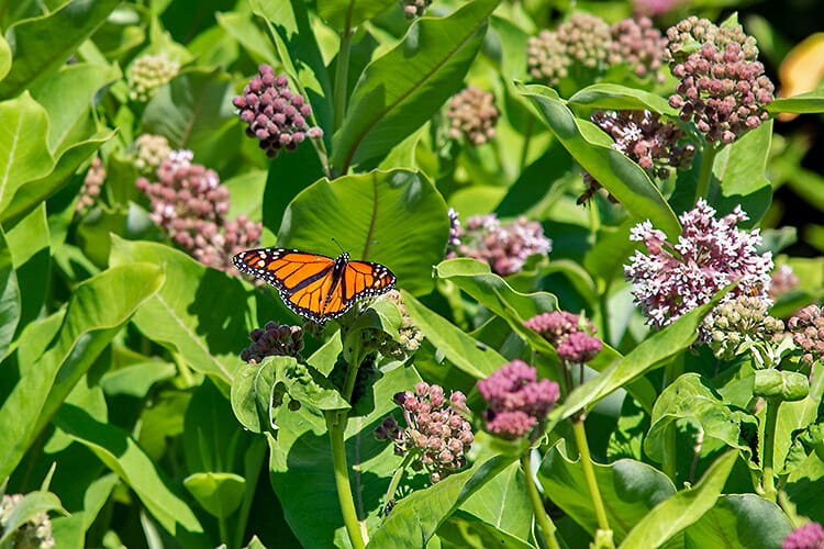 Kingsbrae Gardens, Monarch butterfly, St. Andrews, New Brunswick