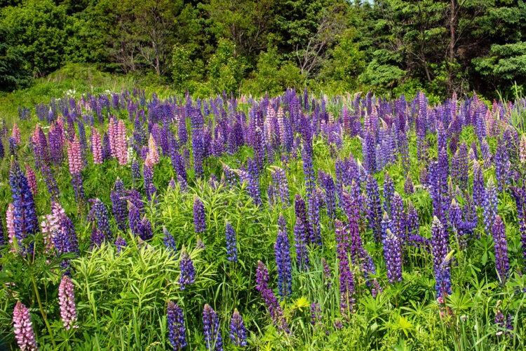  Lupins in bloom, Prince Edward Island