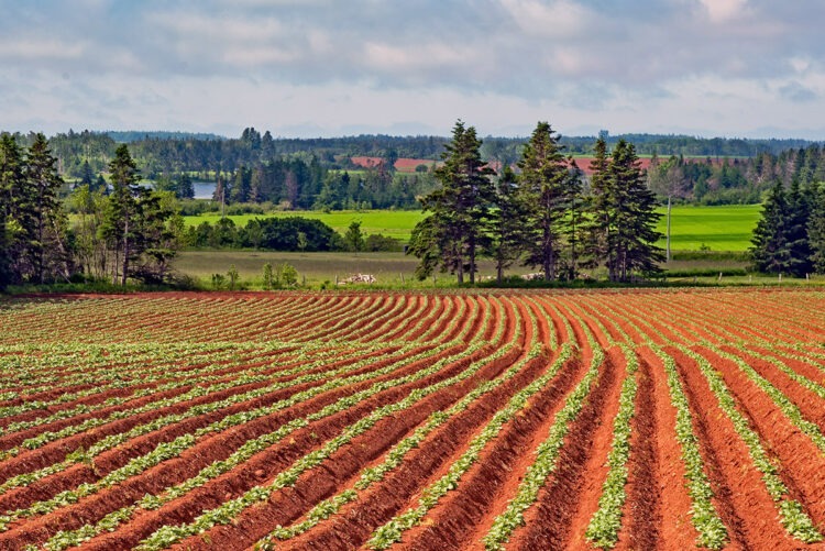 Potato crop, Prince Edward Island