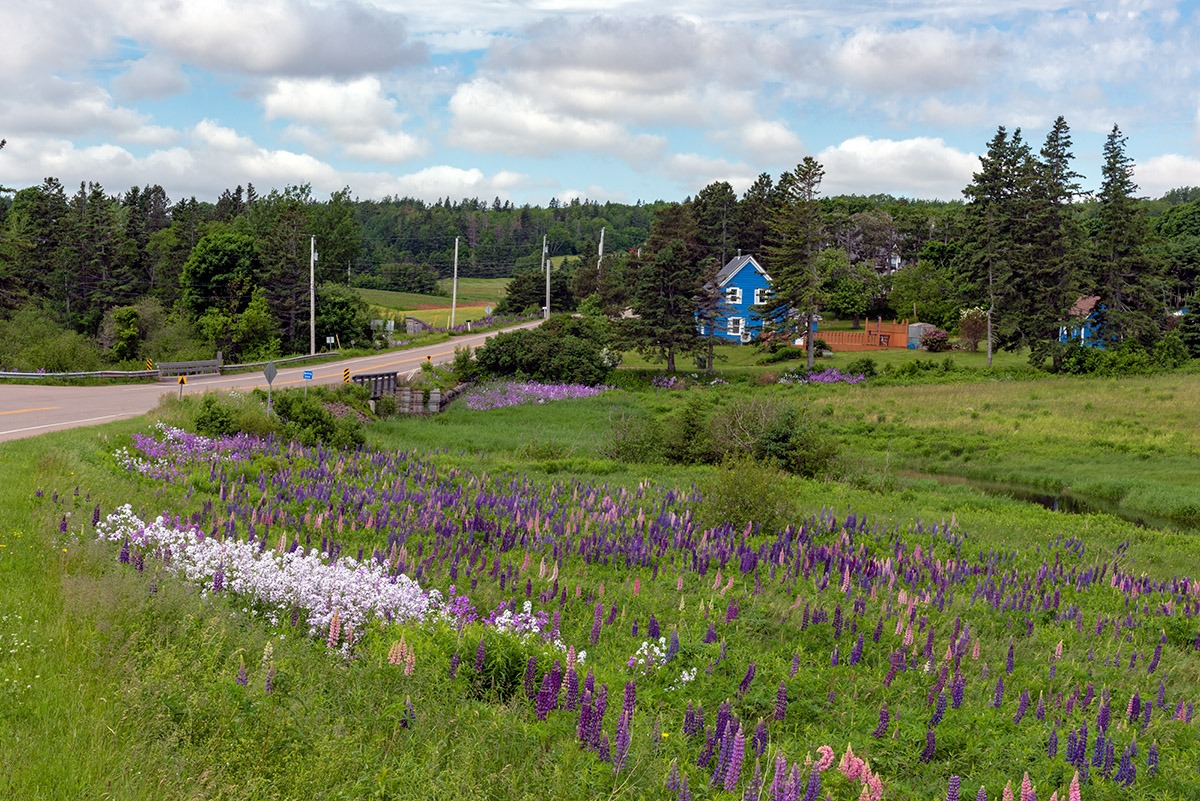 Lupins along counmtry road, Prince Edward Island