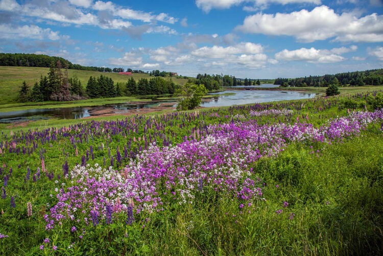 Lupins, Prince Edward Island