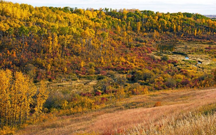 Thickwood Hills fall colours, near Mayfair, Saskatchewan