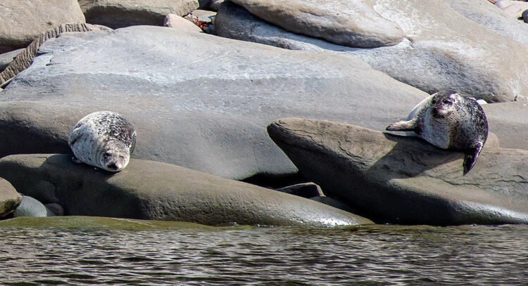 Seals, Forillon National Park, Quebec