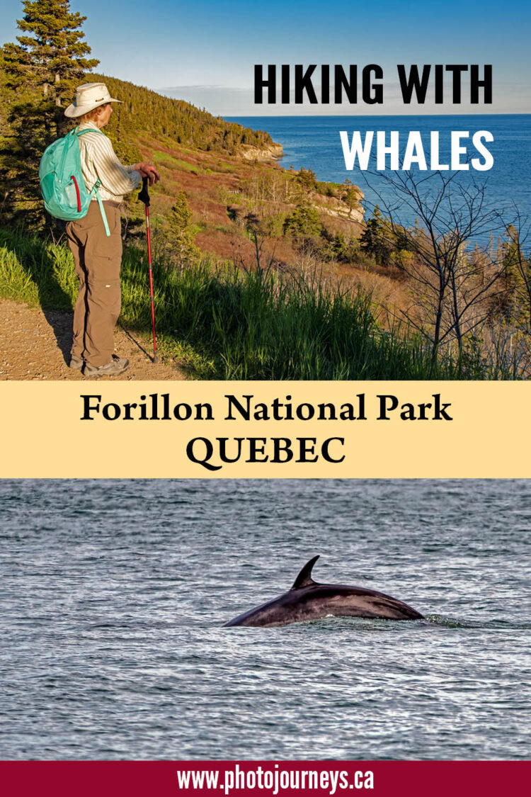 PIN for Hiking with Whales in Forillon National Park, Quebec