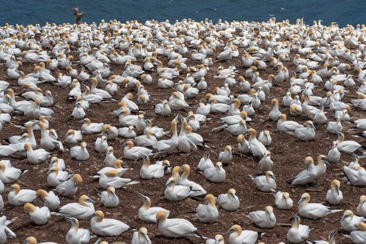 Bonaventure Island northern gannet colony, Perce Quebec