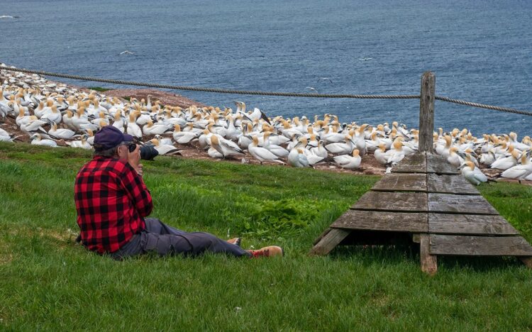Bonaventure Island northern gannet colony, Perce Quebec