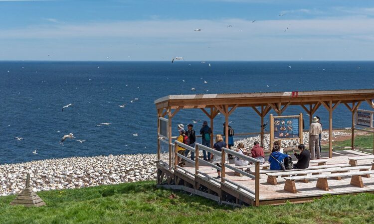 Bonaventure Island northern gannet colony, Perce Quebec