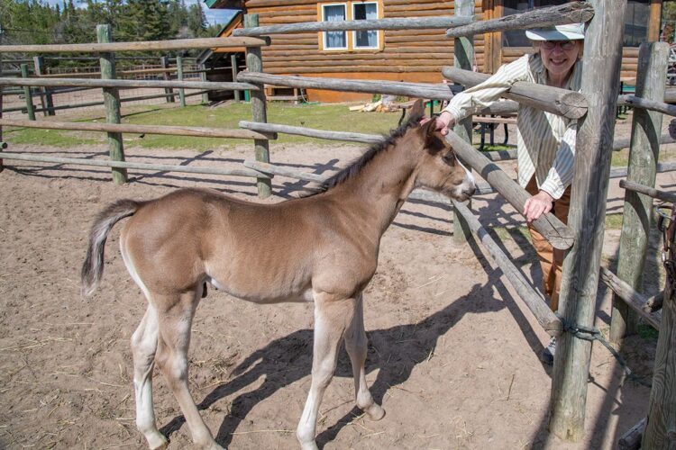 Young foal, Falcon Beach Ranch, Manitoba