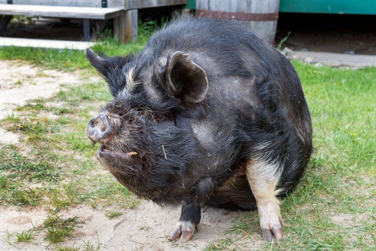 Wilbur, the kukekune pig, Falcon Beach Ranch, Manitoba