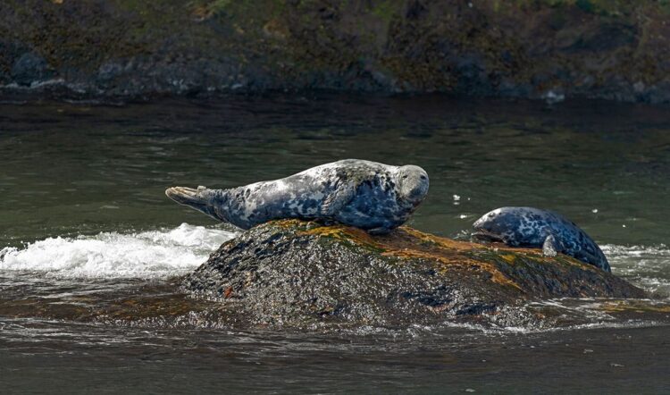 Grey Seals, Quebec