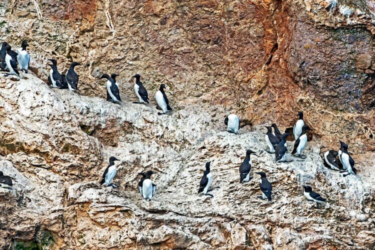 Common murres, Bonaventure Island, Perce, Quebec