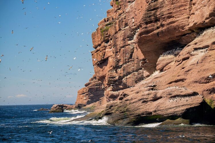 Bonaventure Island, Perce Quebec