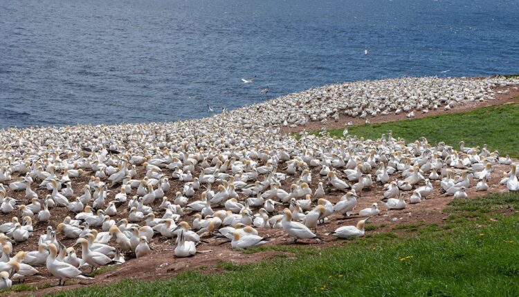 Bonaventure Island northern gannet colony, Perce Quebec