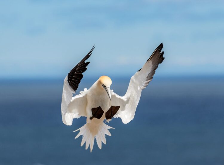 Northern gannet landing, Bonaventure Island northern gannet colony, Perce Quebec