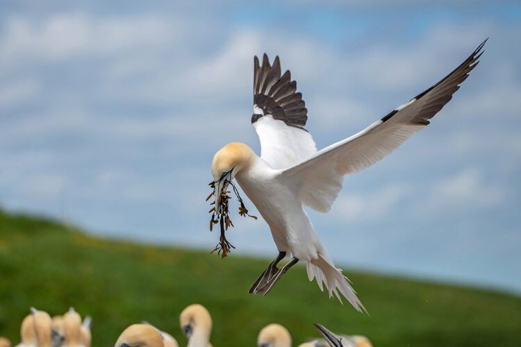 Bonaventure Island northern gannet colony, Perce Quebec