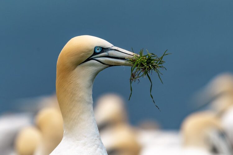 Bonaventure Island northern gannet colony, Perce Quebec