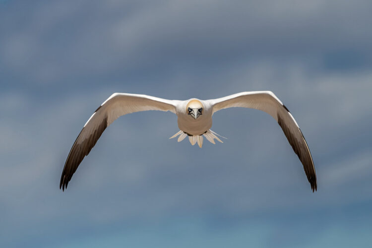 Northern gannet landing, Bonaventure Island northern gannet colony, Perce Quebec