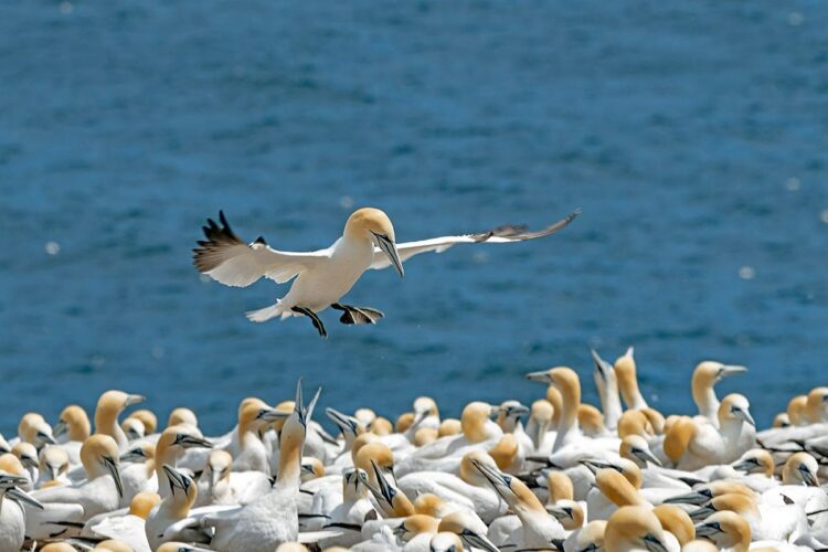 Bonaventure Island northern gannet colony, Perce Quebec