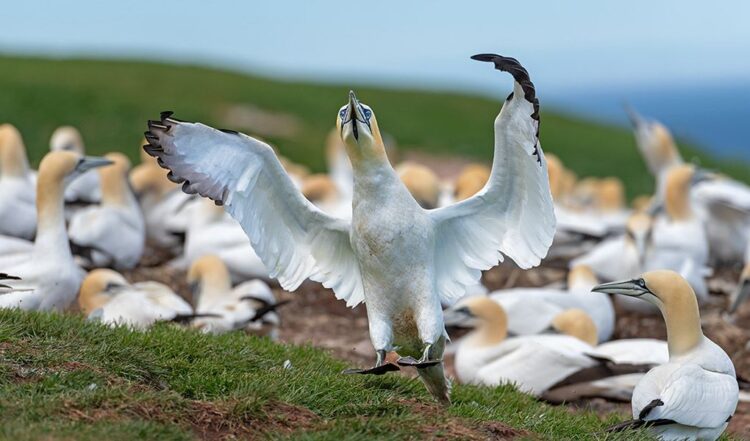 Bonaventure Island northern gannet colony, Perce Quebec