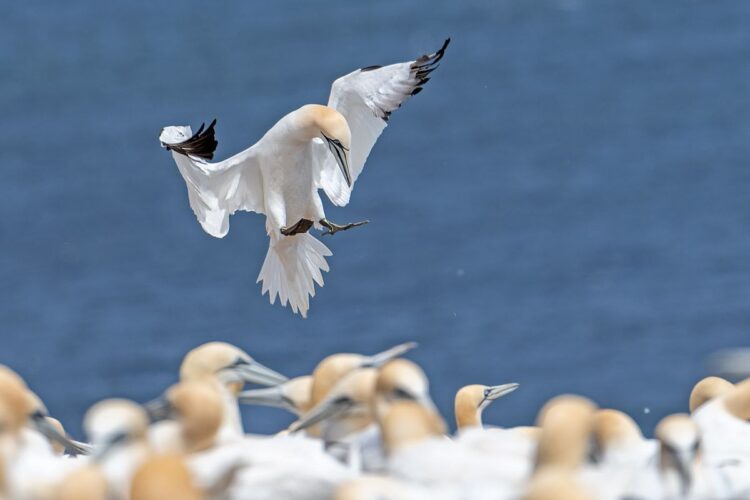 Bonaventure Island northern gannet colony, Perce Quebec