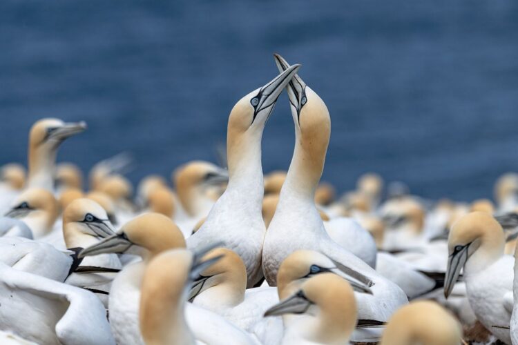 Necking - Bonaventure Island northern gannet colony, Perce Quebec