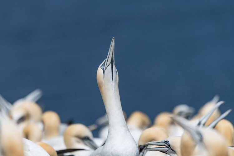 Bonaventure Island northern gannet colony, Perce Quebec