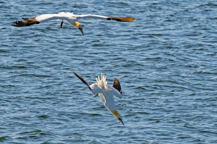 Northern gannet diving, Perce Quebec