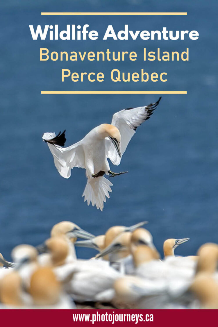 PIN for visiting Gannet Colony on Wildlife Adventure on Bonaventure Island, Perce Quebec