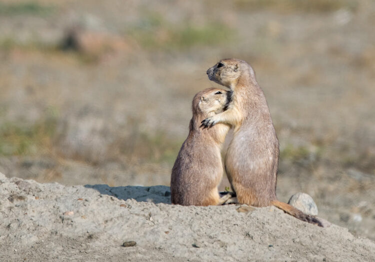 Black-tailed prairie dogs, Grasslands National Park, Saskatchewan