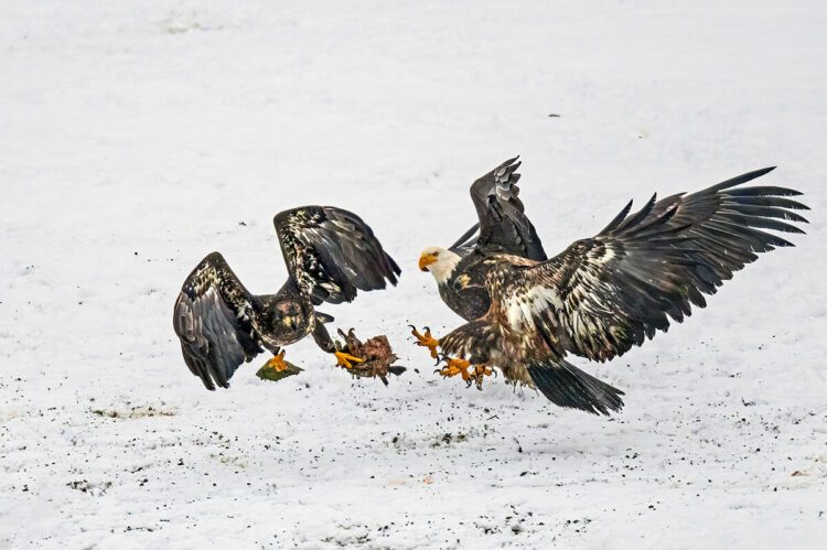 Bald eagles, Squamish River near Squamish, BC