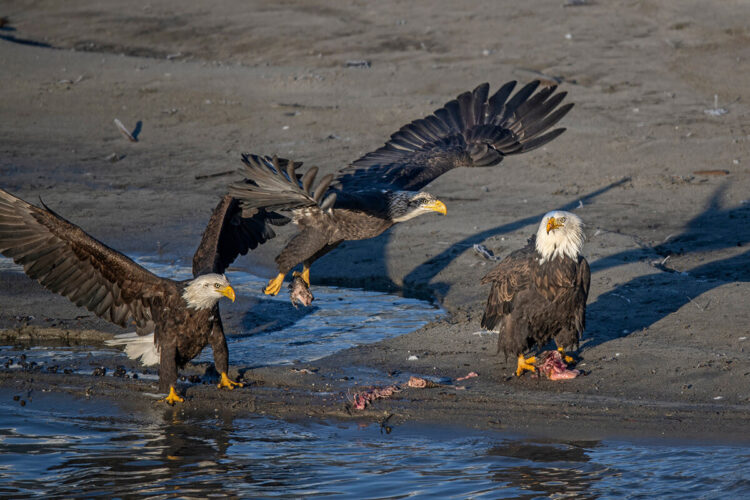 Bald eagle, Squamish River near Squamish, BC