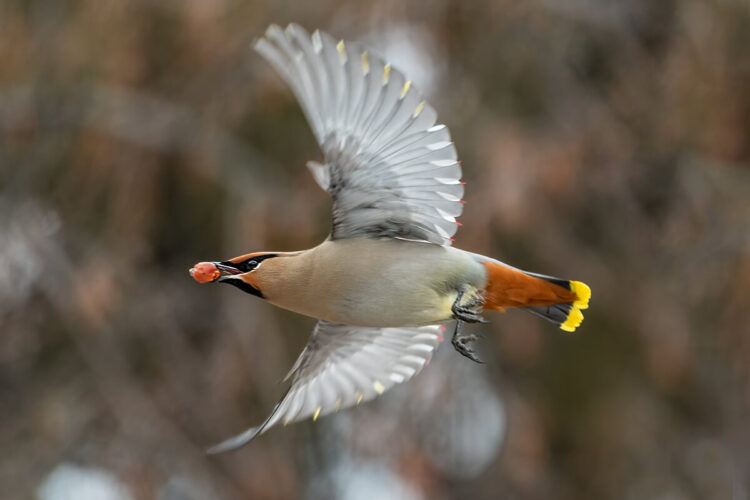 Bohemian Waxwing, Saskatoon