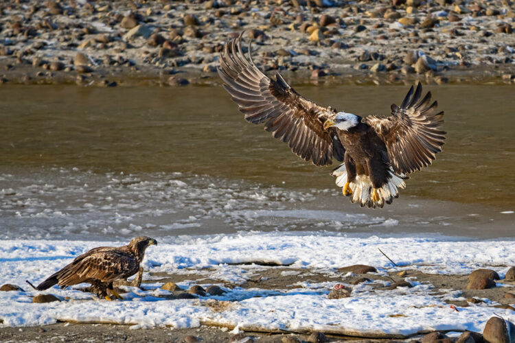 Bald eagles, Squamish River near Squamish, BC