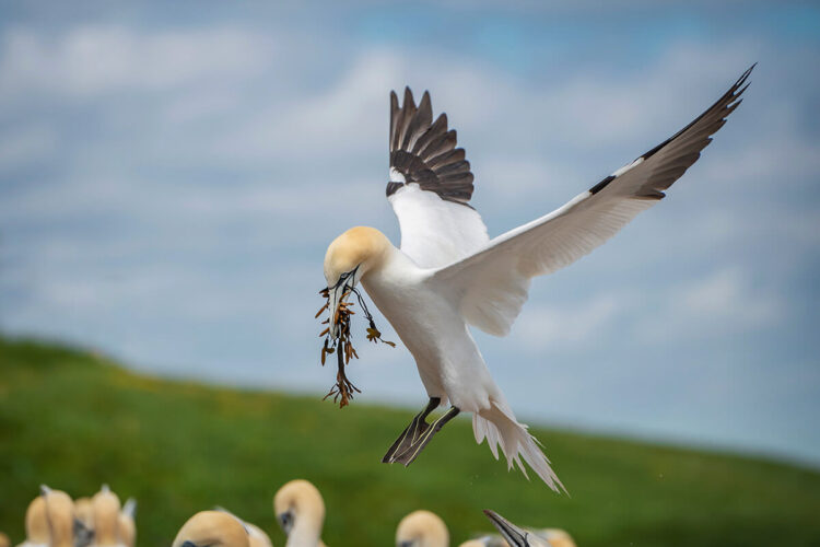 Northern Gannet, Bonaventure Island, Perce Quebec