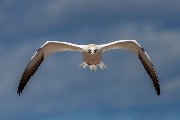 Northern Gannet, Bonaventure Island, Perce, Quebec