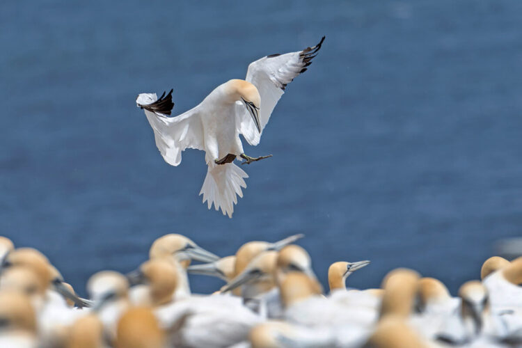 Northern gannet, Bonaventure Island, Perce, Quebec