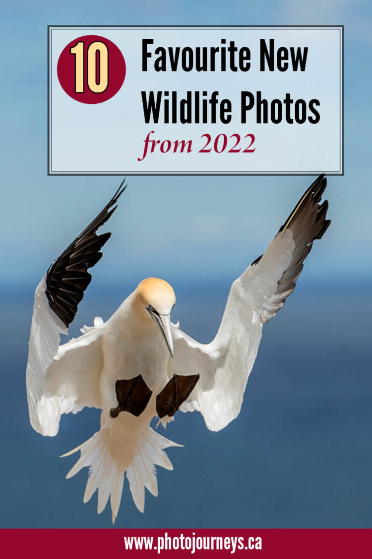PIN for wildlife photos from 2022
