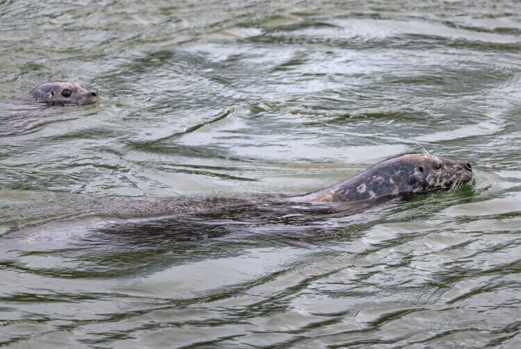 Harbour seals, Squamish BC