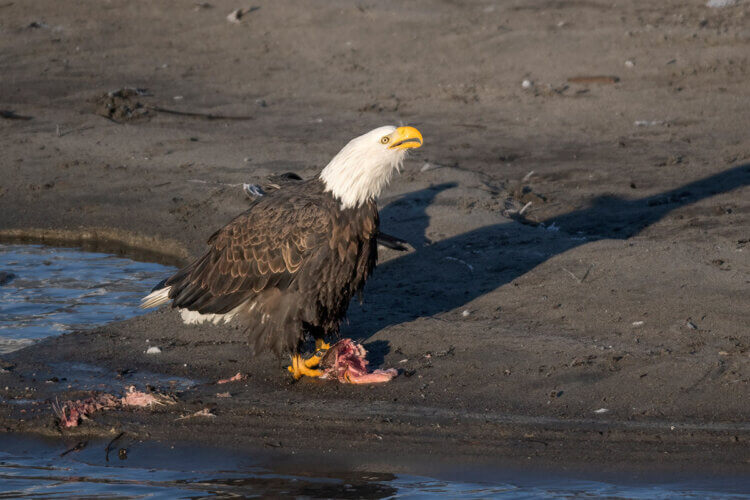 Bald eagles at Squamish, BC